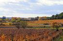 Domaine La Salade Saint Henri St Mathieu de Tréviers • cuvées de vins sur le terroir AOC pic Saint Loup (® SAAM-fabrice Chort)