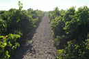 Domaine du Petit Chaumont Aigues Mortes présente des vignes vigoureuses (® NetWorld-Fabrice Chort)