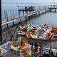 St Barth Tarbouriech Marseillan : huitres, coquillages au bord de l'eau (® tarbouriech)