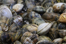 Boutique d'huîtres et de fruit de mer à emporter - Bouzigues