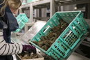 Boutique d'huîtres et de fruit de mer à emporter - Bouzigues