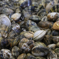 Vente sur place de coquillages et de fruits de mer- Bouzigues  