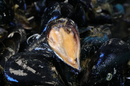 Vente sur place de coquillages et de fruits de mer- Bouzigues  