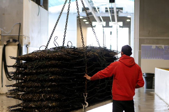 Visites guidées Mèze - Huîtres Sanchez Loupian