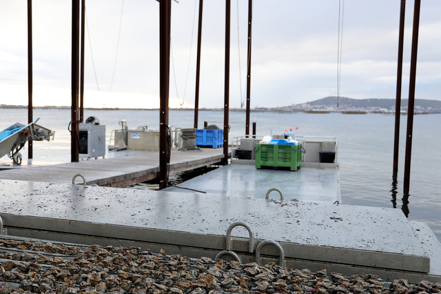 Visites guidées sur le bassin de Thau - Huîtres Sanchez Loupian